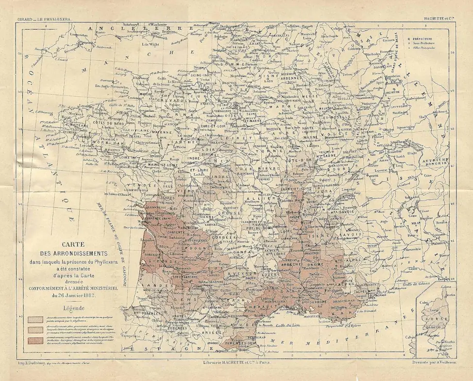le phylloxera en Bretagne, histoire du vin en Bretagne