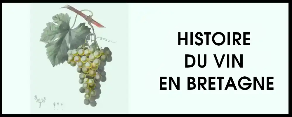une histoire du vin et la vigne en Bretagne
