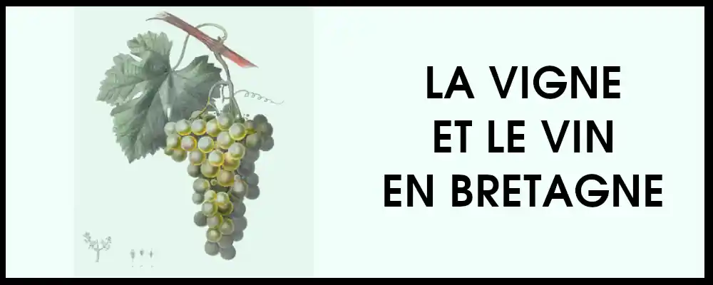 le vin et la vigne en Bretagne